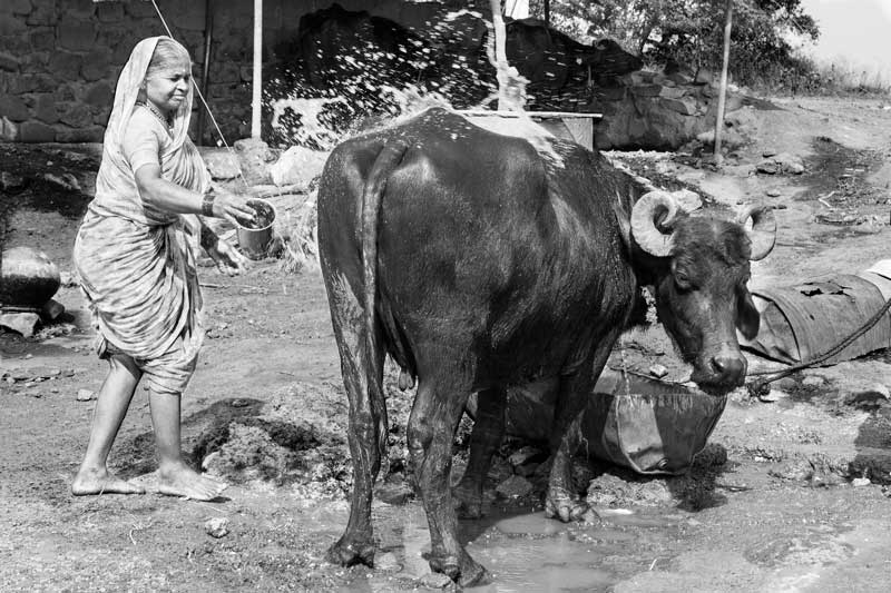 Women and Water Needs from Gender Perspective - a lady bathing her buffalo in Ahmednagar district, Maharashtra